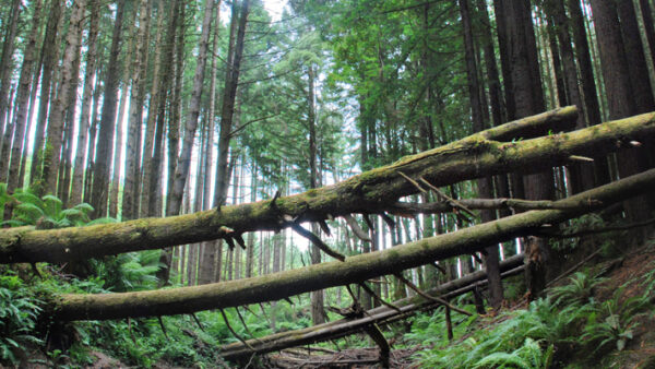 Californian Redwoods, Cape Otway National Park