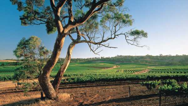 Clare Valley Vineyards