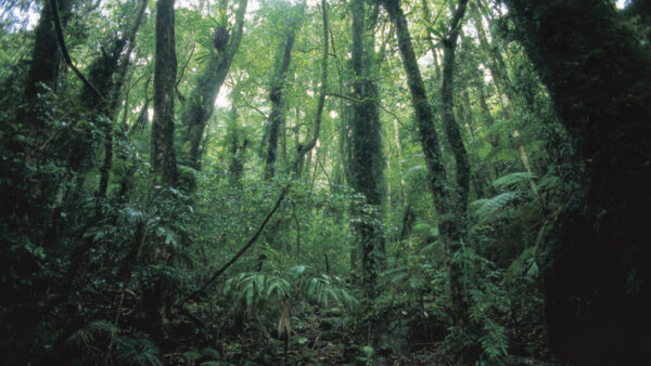 Lamington National Park