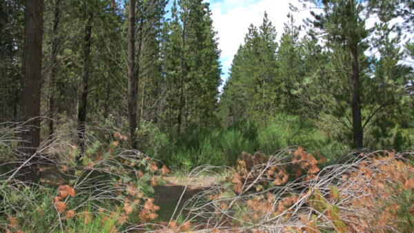 Pine Forest, Macedon