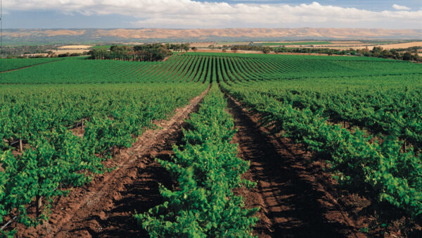 McLaren Vale Vineyards, Fleurieu Peninsula