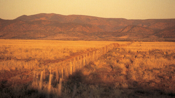 Rabbit Proof Fence, Eyre Peninsula