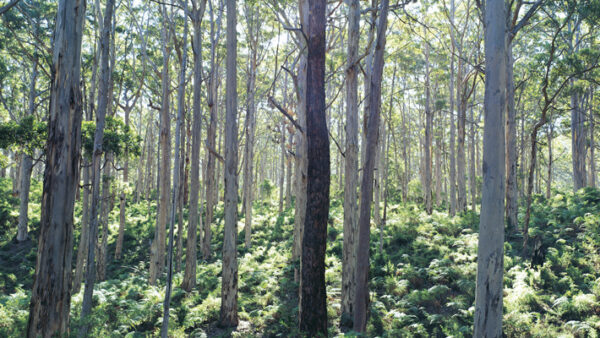 Boranup State Forest near Margaret River