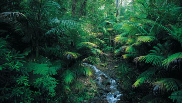 Currumbin Valley