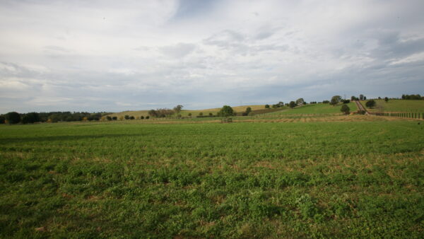 Camden Vineyards