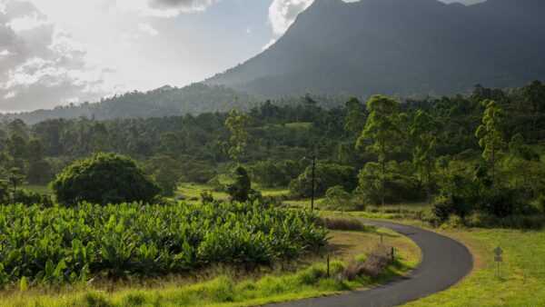 Gordonvale & Mount Bartle Frere