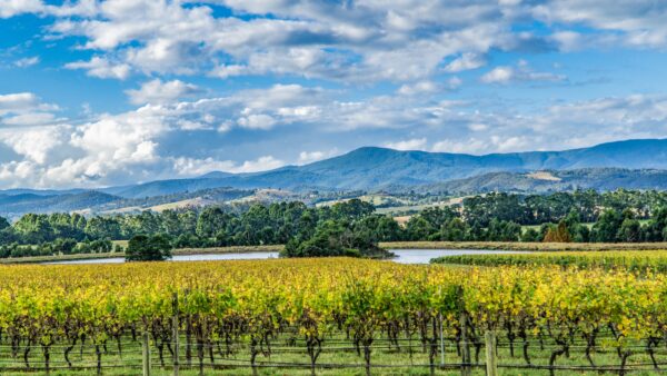 Yarra Valley Winery